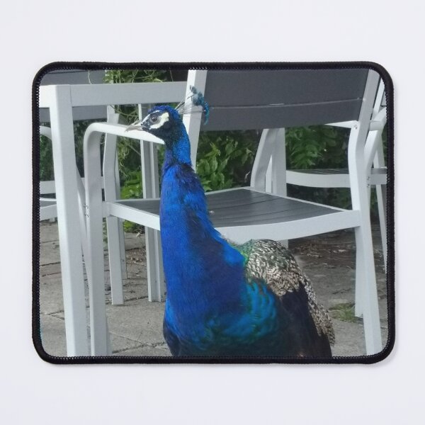Item preview, #157 |☼| Peacock / Peafowl (Elsham Hall, Gardens & Country Park) designed and sold by Naean H.F. (Nez Man).