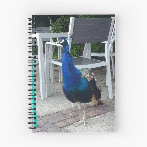 Item preview, #157 |☼| Peacock / Peafowl (Elsham Hall, Gardens & Country Park) designed and sold by Naean H.F. (Nez Man).