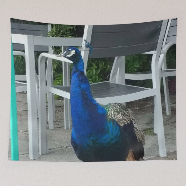 Item preview, #157 |☼| Peacock / Peafowl (Elsham Hall, Gardens & Country Park) designed and sold by Naean H.F. (Nez Man).