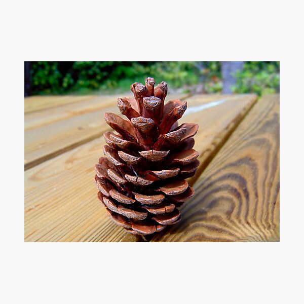 Item preview, Pine cone designed and sold by Frogmuse.