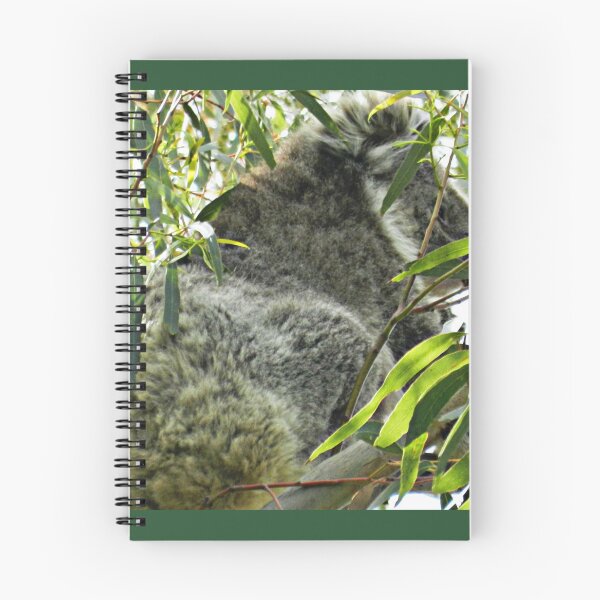 Item preview, Koala happy to sit in Eucalypt tree. The Grampians, Vic. Australia designed and sold by EdsMum.