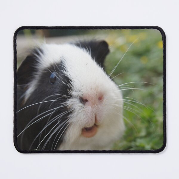 Item preview, guinea pigs in the grass designed and sold by Tapidesign.