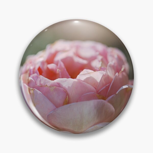 Item preview, The Pink Hue Gold Rose designed and sold by Joy Watson - Natural Light Photography .