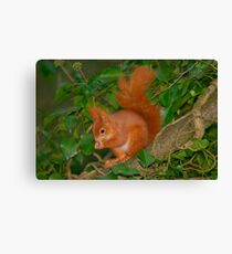 Red squirrel among ivy Canvas Print