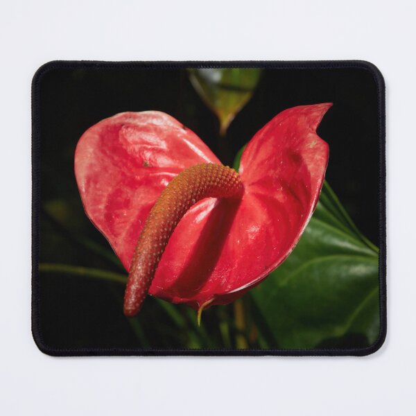 Item preview, Oh no. Flamingo Flower designed and sold by Jouko Lehto Photography.