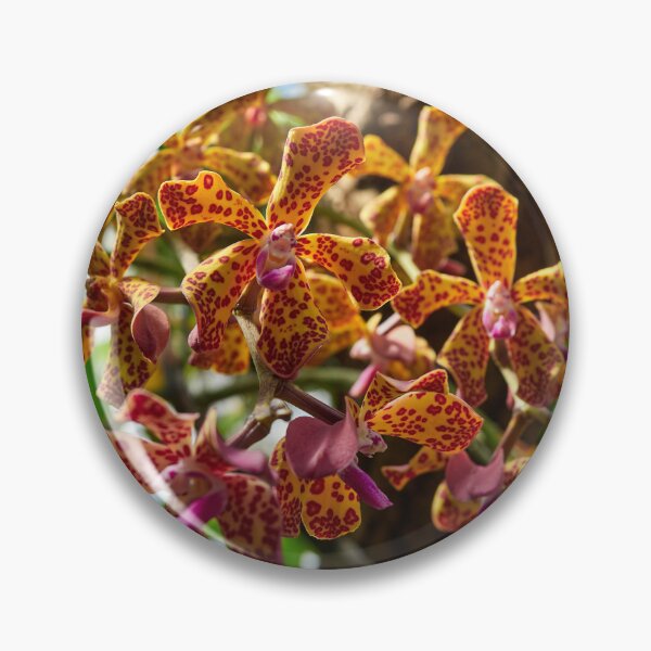 Item preview, Vandopsis lissochiloides orchid designed and sold by Jouko Lehto Photography.