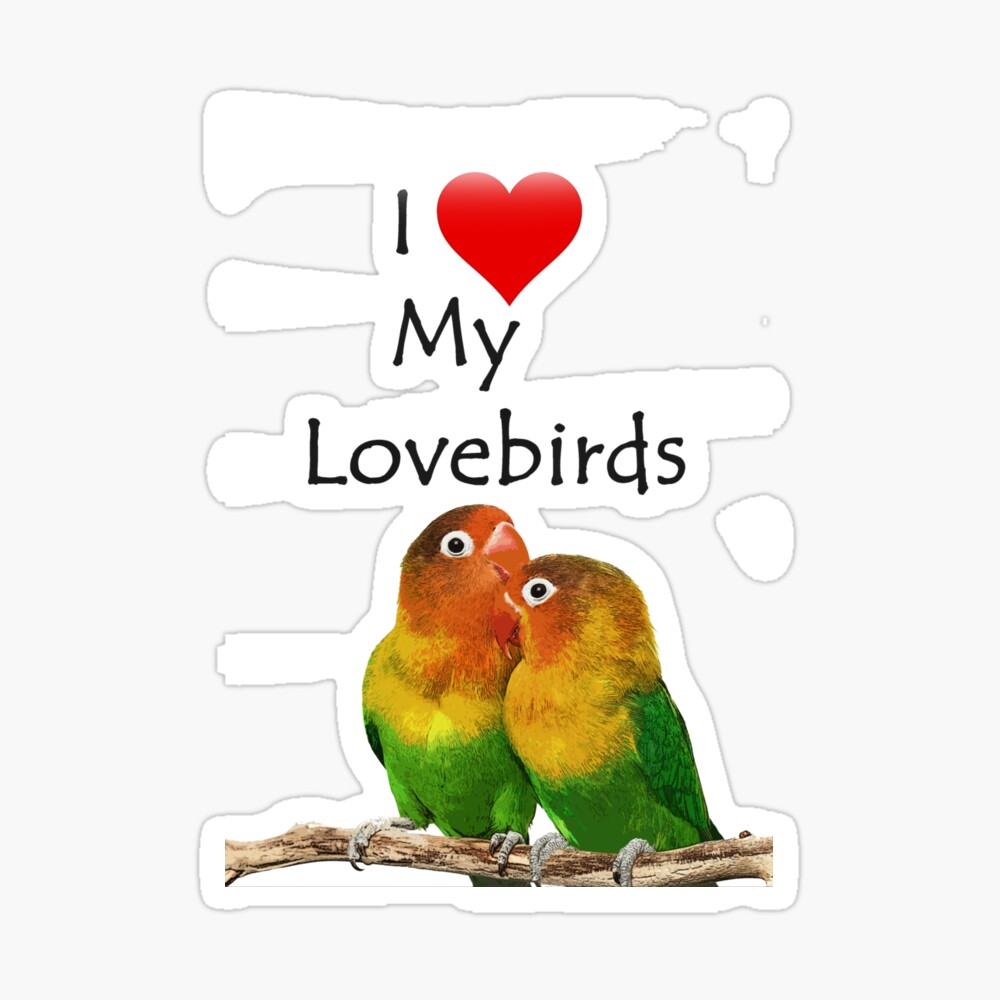 I Love My Love Birds, Parrot Pet Quote, Red Heart, Exotic Bird ...