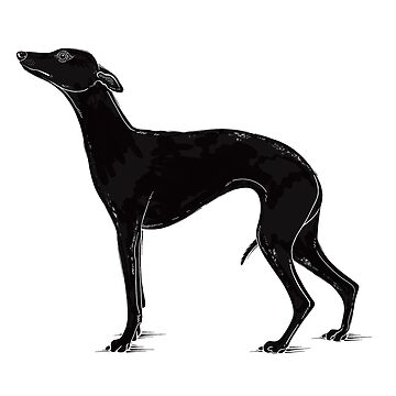 chien whippet noir et blanc