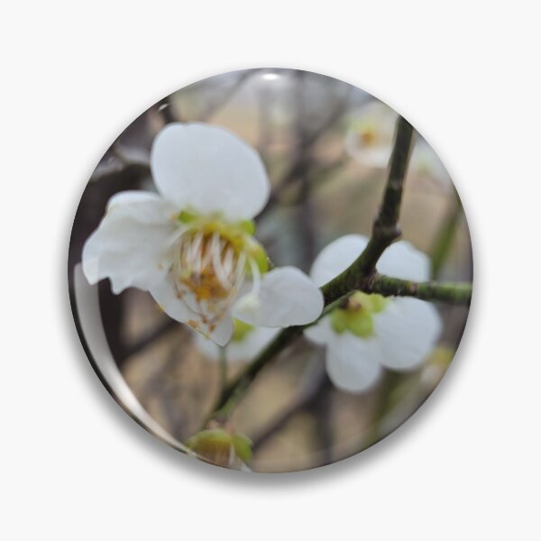 Item preview, white plum blossom flower on the weir of the Yeongsan River next to the Sports Complex in Buk-gu, Gwangju,korea designed and sold by human8891.