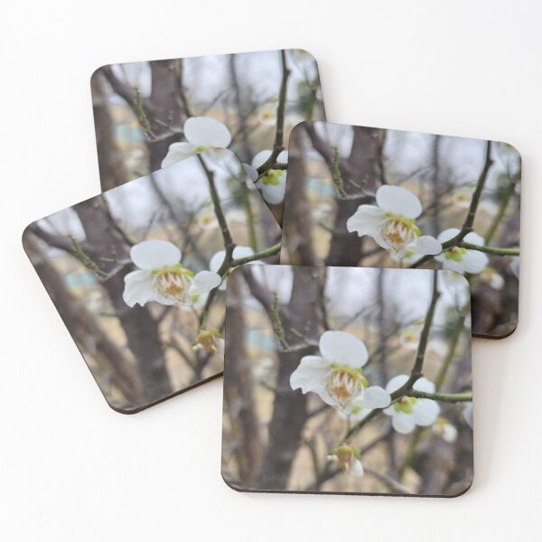 Item preview, white plum blossom flower on the weir of the Yeongsan River next to the Sports Complex in Buk-gu, Gwangju,korea designed and sold by human8891.