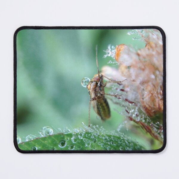 Item preview, Beetle in the morning designed and sold by mthyselius.