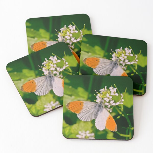 Item preview, Orange-tip butterfly on a wild garlic flower designed and sold by xophotography.