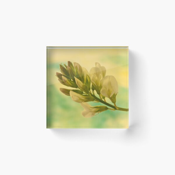 Item preview, White Milkvetch Wild Flower Macro designed and sold by Sandra Foster.
