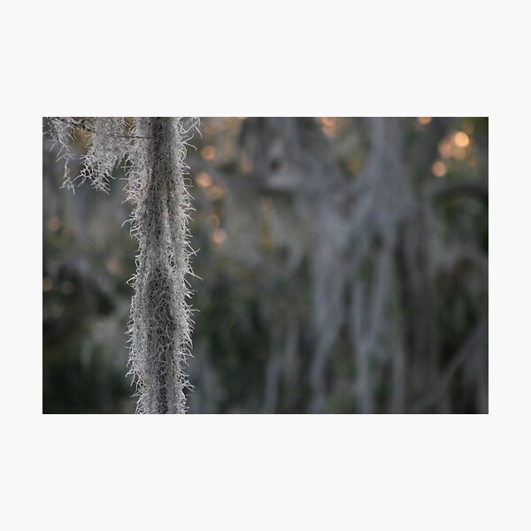 Artikelvorschau, Spanish Moss entworfen und verkauft von Linda Eades Blackburn.