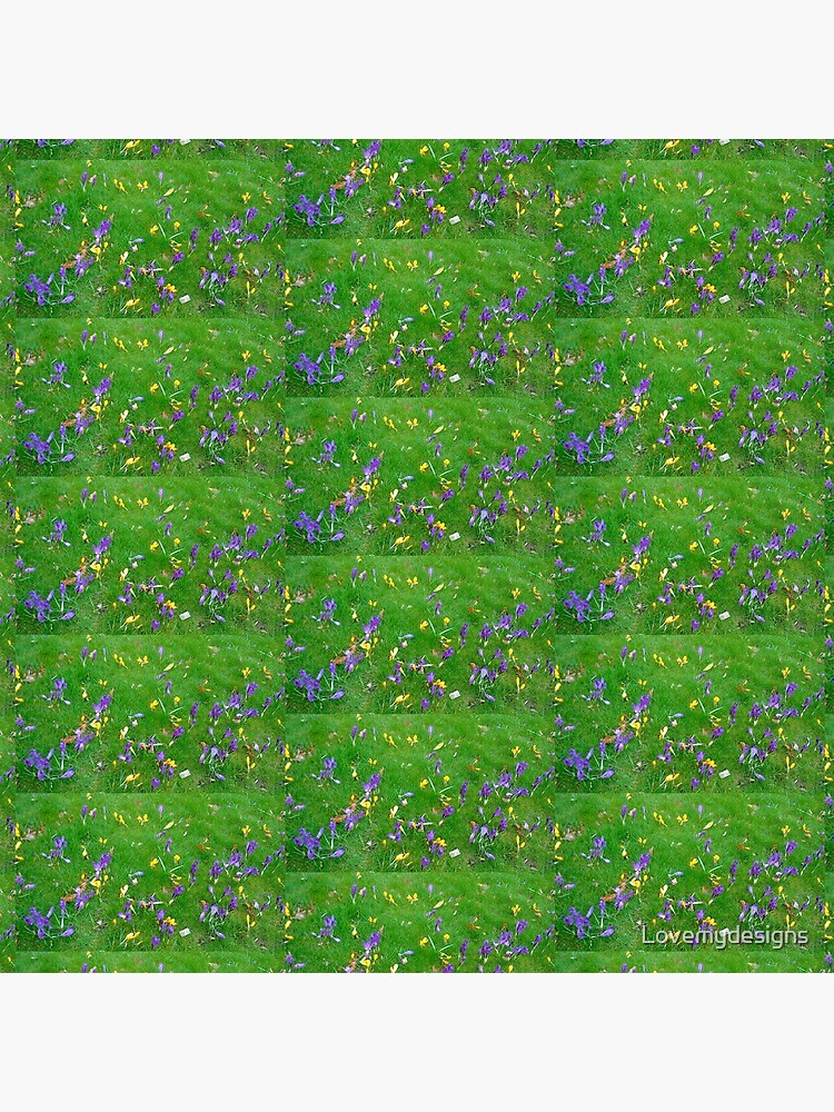 Crocuses by Lovemydesigns
