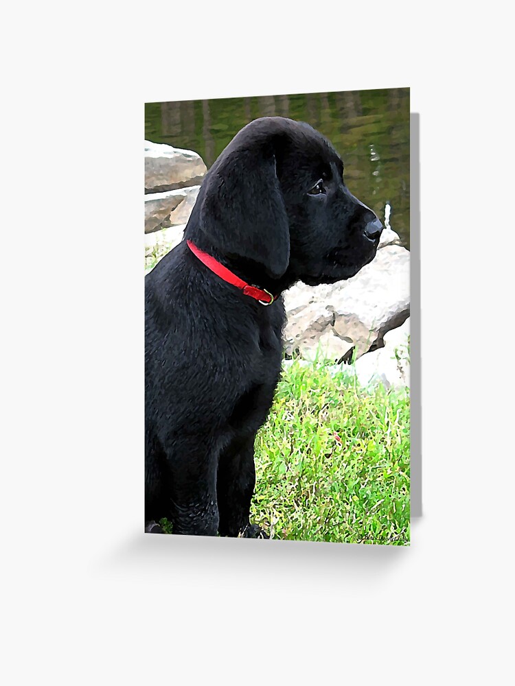 black lab collars