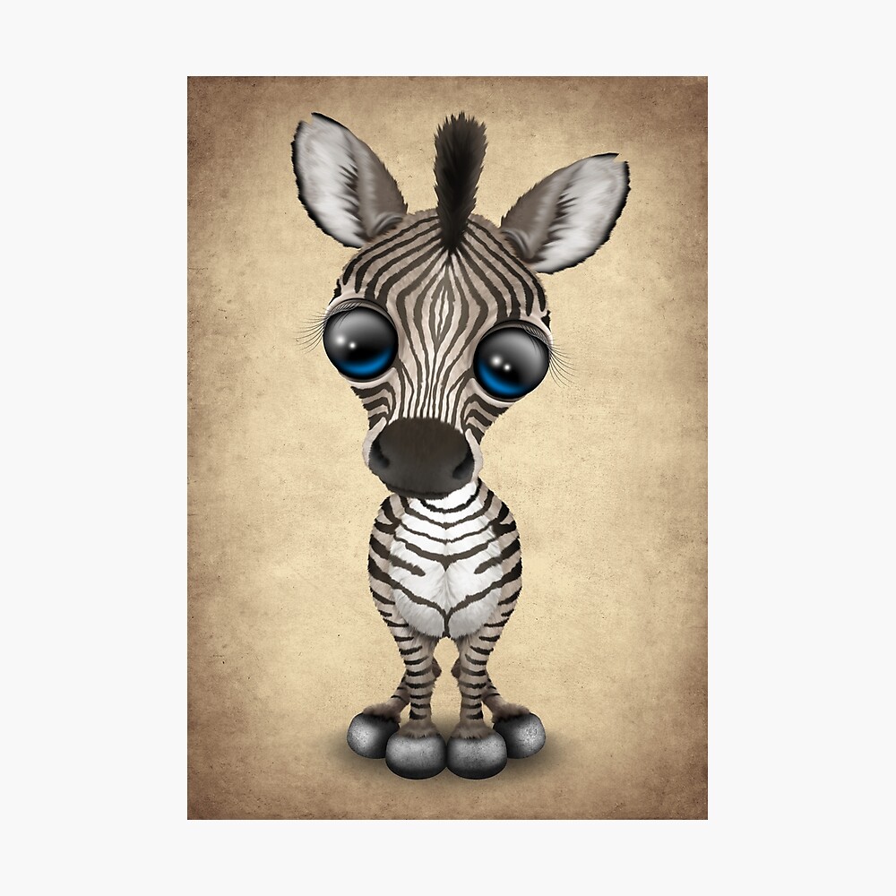 Cute Baby Zebra Cute Baby Zebra