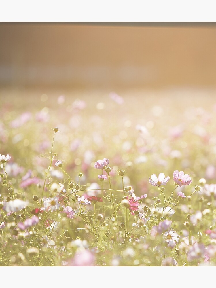 Summer Vibes Pink Poster Aesthetic Background, Hello Summer, Hot Summer,  Aesthetic Background Image And Wallpaper for Free Download