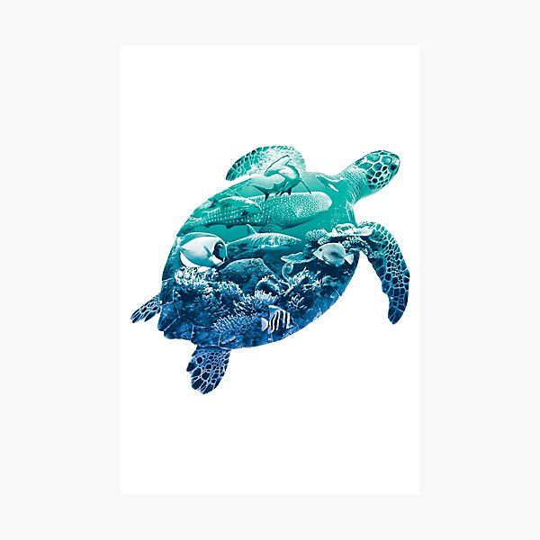 Ocean Life Sea Turtle Photographic Print