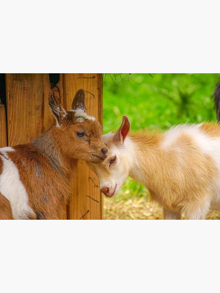 "Baby Goat Headbutt" Poster by AviLove Redbubble