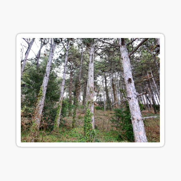 Item preview, Forest above Ohrid Lake designed and sold by Zlatko1.