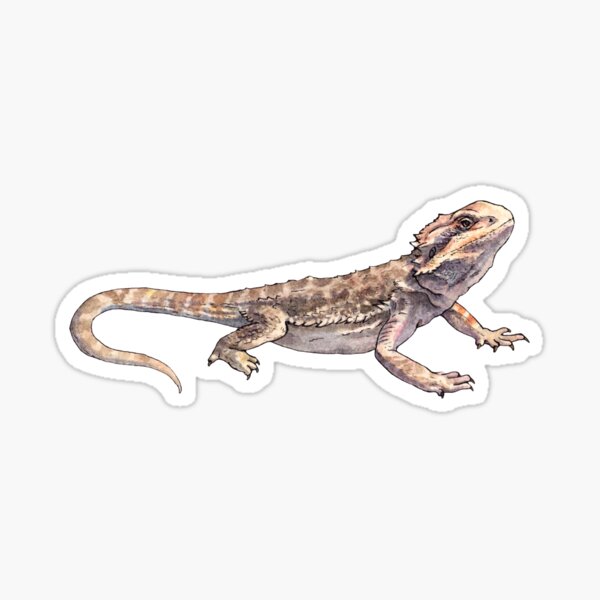 Item preview, Pogona - Bearded dragon - Watercolor  Illustration designed and sold by AquarellChill.