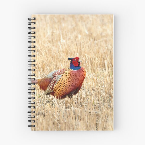 Item preview, The King of the fields. Common pheasant designed and sold by Jouko Lehto Photography.