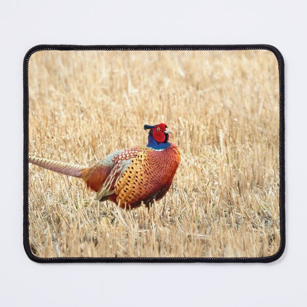 Item preview, The King of the fields. Common pheasant designed and sold by Jouko Lehto Photography.