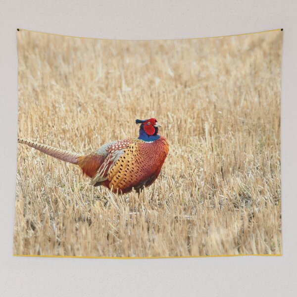 Item preview, The King of the fields. Common pheasant designed and sold by Jouko Lehto Photography.