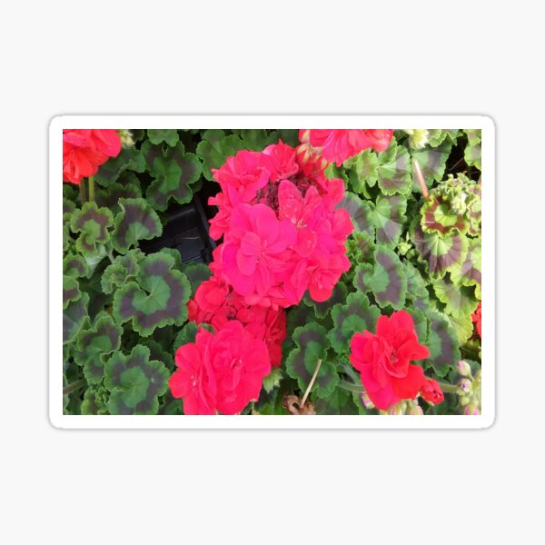 Geranium American Red Pretty Flowers Sticker