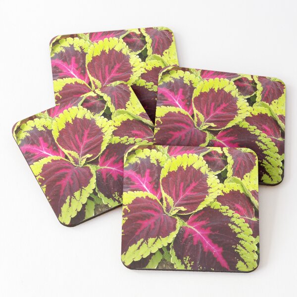 Item preview, Coleus Kong Rose Pretty Flowers designed and sold by cascadecuts.