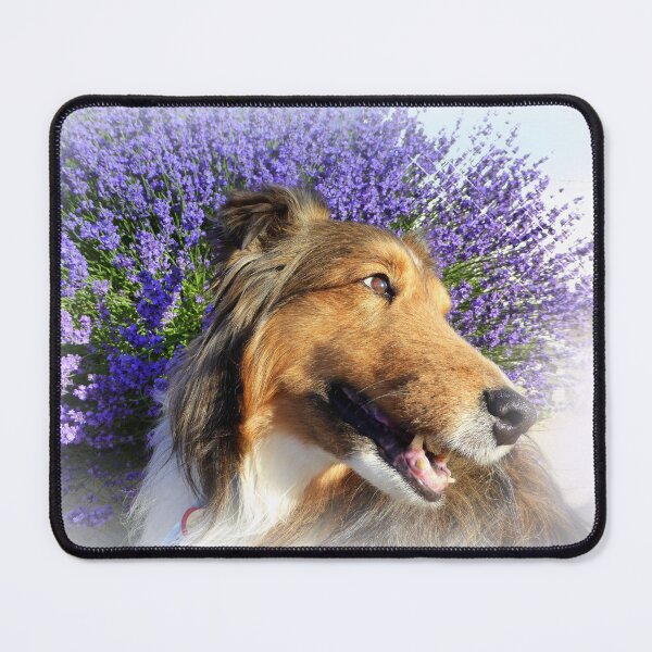 Item preview, Lavender and Sheltie designed and sold by LeRoyM.