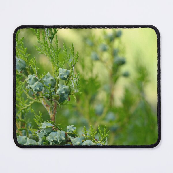 Item preview, Green thuja branch with cones closeup. designed and sold by IaroslavB.