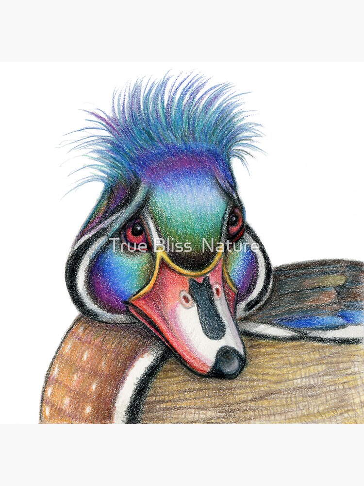 Wood Duck Drawing by Miri Leshem Pelly Magnet for Sale by True Bliss  Nature