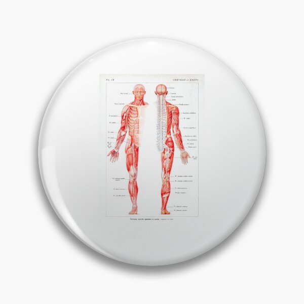 Item preview, Vintage Muscular System Anatomical Chart - Human Muscle Anatomy  designed and sold by TeeARTHY.