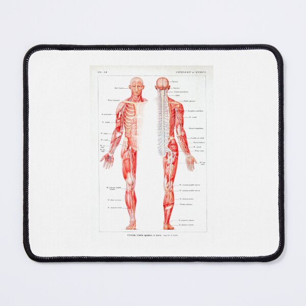 Item preview, Vintage Muscular System Anatomical Chart - Human Muscle Anatomy  designed and sold by TeeARTHY.