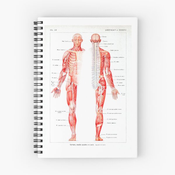 Item preview, Vintage Muscular System Anatomical Chart - Human Muscle Anatomy  designed and sold by TeeARTHY.