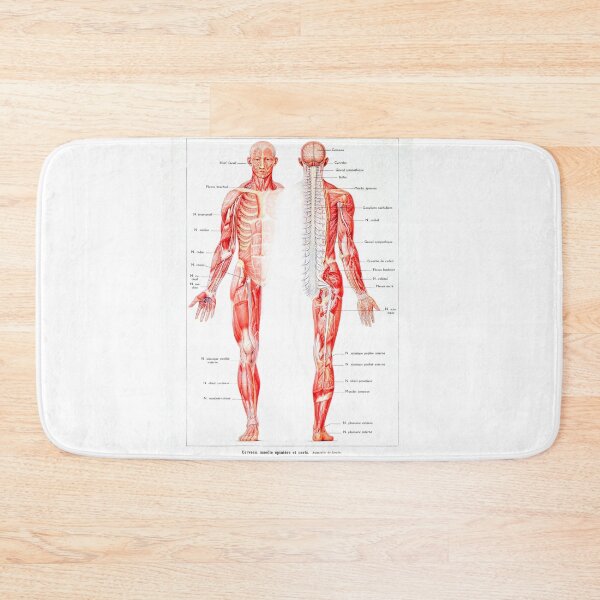 Item preview, Vintage Muscular System Anatomical Chart - Human Muscle Anatomy  designed and sold by TeeARTHY.