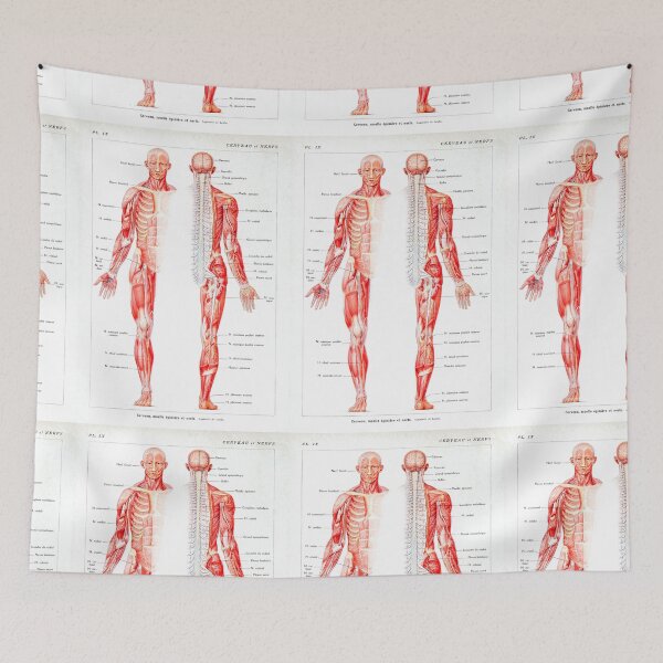 Item preview, Vintage Muscular System Anatomical Chart - Human Muscle Anatomy  designed and sold by TeeARTHY.
