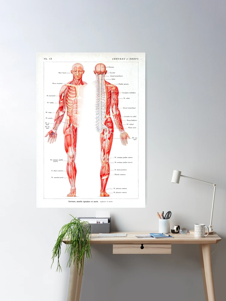 Anatomia umana Blueprint Poster / Nursery Wall Decor Poster / Scheletro  Wall Poster / Anatomy Wall Poster / Anatomy Download istantaneo -   Italia