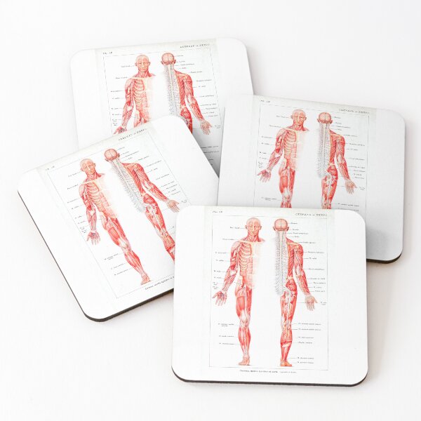 Item preview, Vintage Muscular System Anatomical Chart - Human Muscle Anatomy  designed and sold by TeeARTHY.