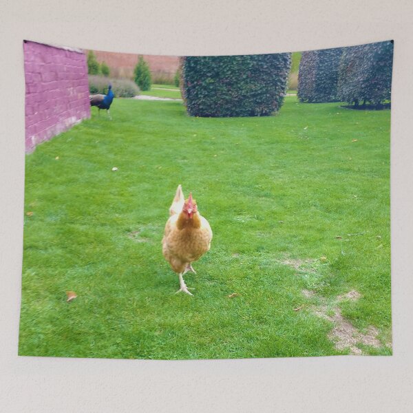 Item preview, #159 |☼| Chicken Peafowl Chase - Shot 1 (Elsham Hall, Gardens & Country Park) designed and sold by Naean H.F. (Nez Man).