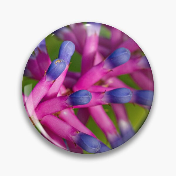 Item preview, Matchstick Bromeliad Plant designed and sold by PhotosByFelix.