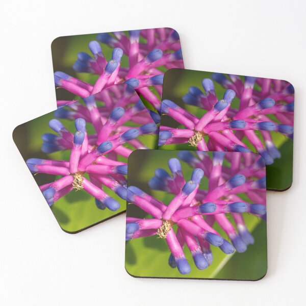 Item preview, Matchstick Bromeliad Plant designed and sold by PhotosByFelix.