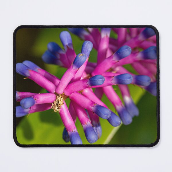 Item preview, Matchstick Bromeliad Plant designed and sold by PhotosByFelix.