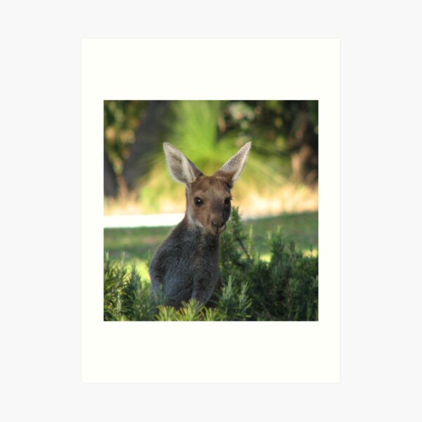 Curious Joey Art Print