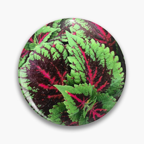 Item preview, Luxuriously Lush Red-Pink And Green Coleus Leaves  designed and sold by DEC02.