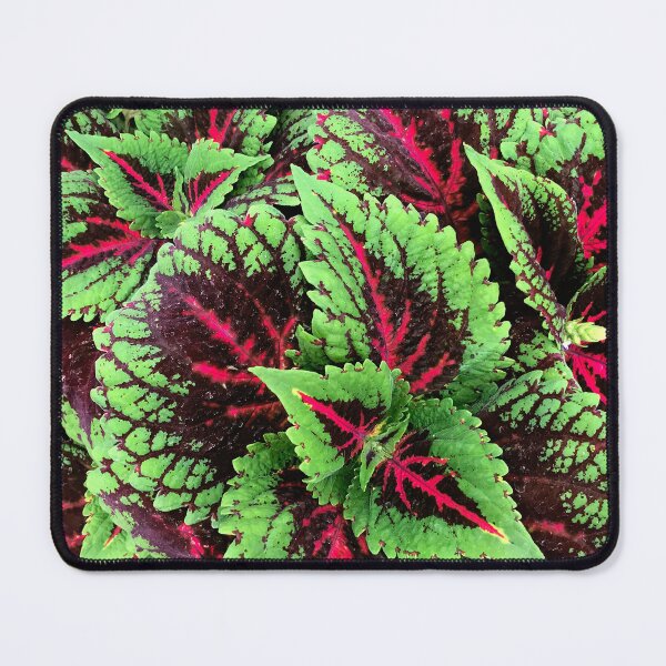 Item preview, Luxuriously Lush Red-Pink And Green Coleus Leaves designed and sold by DEC02.
