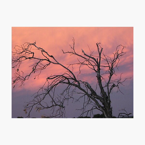 Twilight Tree Photographic Print