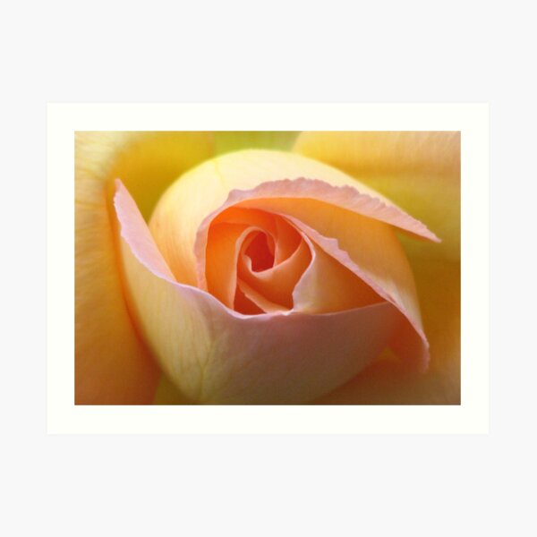 Rose Art Print